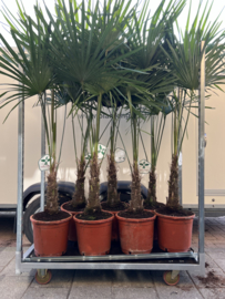 Trachycarpus Fortunei 200/30 - per stuk
