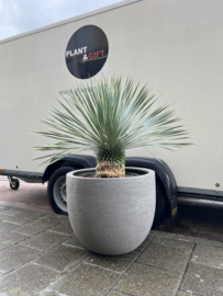Yucca rostrata compleet in XL pot cement grey