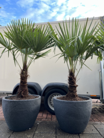 Palm fortunei in pot steen design antraciet