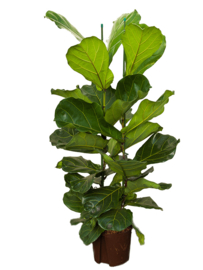 Ficus lyrata – 2 blad