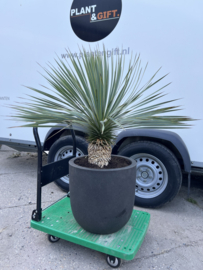 Capi compleet met Yucca Rostrata
