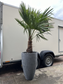 Palm Fortunei in pot lichtgrijs (per stuk)