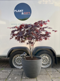 Acer Palmatum compleet in antraciet horizon pot