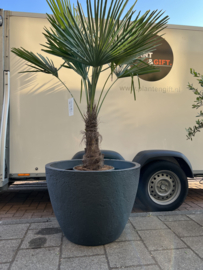 Trachycarpus Fortunei palm in pot antraciet XL