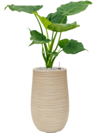 BAQ Dune partner beige
