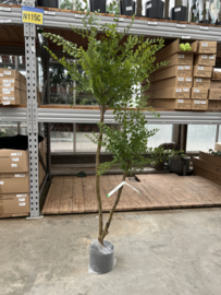 kunstplant Sophora vertakt