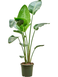 Strelitzia Nicolai - 140cm