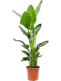 Strelitzia Nicolai - 130cm