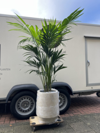 Howea Forsteriana in stijlvolle Mineral Harrith pot