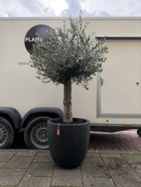 Capi urban smooth buitenpot met olijfboom