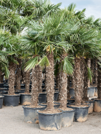 Palmboom Trachycarpus fortunei 140-160 – 275cm