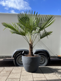 Palm fortunei in pot steen design antraciet