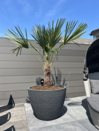 Trachycarpus Fortunei palm in pot antraciet XL