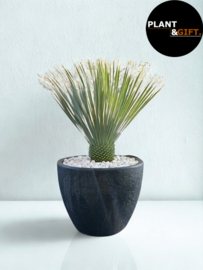 Yucca Rostrata compleet in pot – steen design antraciet