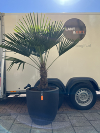 Palm Trachycarpus Fortunei in pot capi smoke zwart