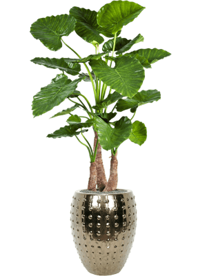 Alocasia Kunstplant Driestam – 120 cm Hoog