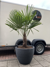 Palm fortunei in pot steen design antraciet