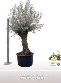 Olea bonsaivorm 300/P100
