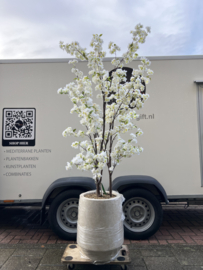 Kunst Bloesemboom in stijlvolle Mineral Harrith pot beige