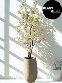 Kunstplant met witte bloesem 210 cm in Dune beige pot