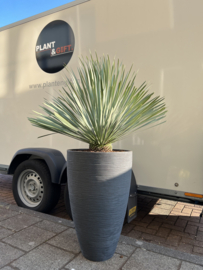 Yucca Rostrata compleet in pot antraciet hoog