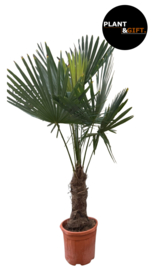 Trachycarpus Fortunei – Chinese Waaierpalm – 160cm (Potmaat 30)