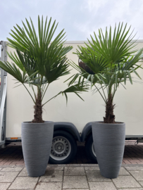 Palm Fortunei in pot lichtgrijs (per stuk)