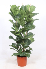 Fiscus Lyrata Toef 170cm
