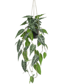 Alocasia hangplant