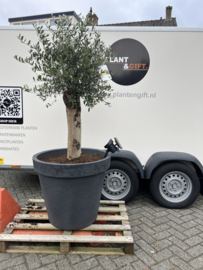 Olijfboom in antraciet pot (Betonlook) met lichtspot
