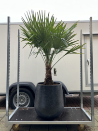 Terazzo black compleet met palm trachycarpus fortunei