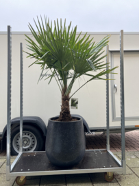 Terazzo black compleet met palm trachycarpus fortunei