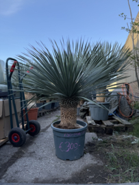 Yucca rostrata 130/45/35