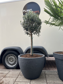 Olijfboom compleet in pot antraciet rond