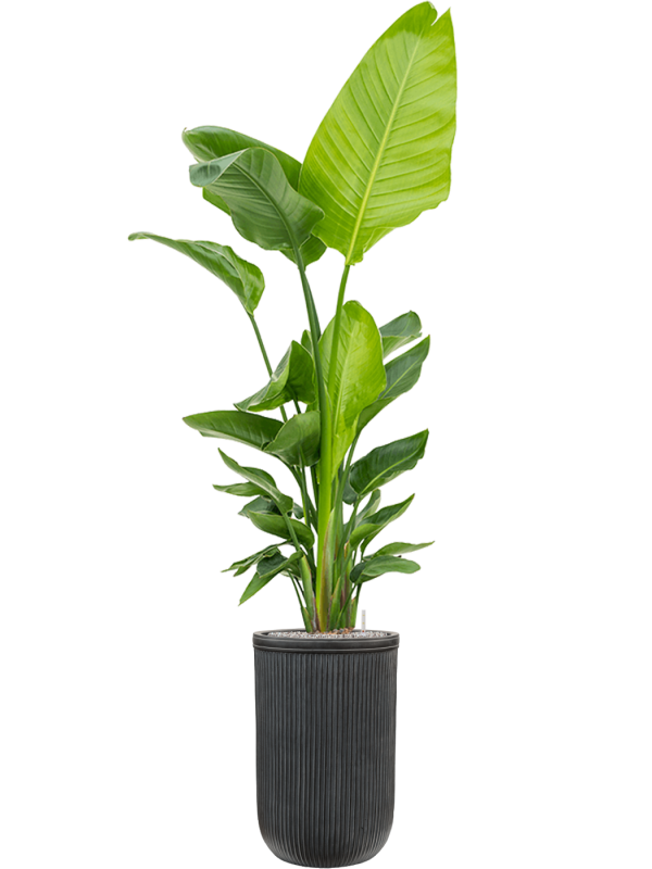 Baq Vertical Rib Cylinder plantenpot