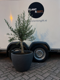 Olijfboom bonsai compleet in antraciet pot