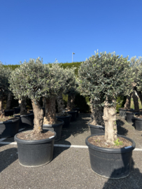 Olijfboom op stam bonsai