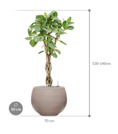 Ficus benghalensis 'Audrey' in Urban pot