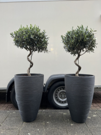 Spiraal olijfboom in luxe antraciet pot