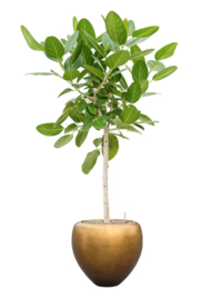 Ficus benghalensis 'Audrey' in Metallic Silver leaf pot goud