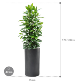 Ficus cyathistipula in Basic pot zwart