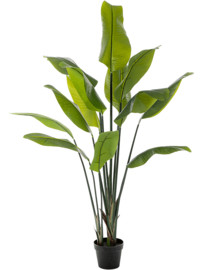Kunstplant Strelitzia Treveller  toef