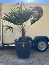 Palm Trachycarpus Fortunei in pot capi smoke zwart
