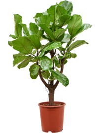 Ficus lyrata – Stam vertakt