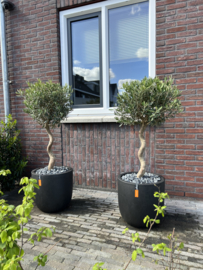 Olea spiraalvorm compleet in capi europe (per stuk)