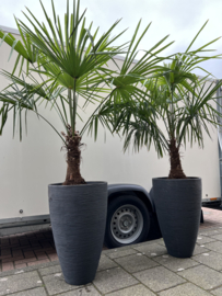 Luxe palm in pot antraciet (per stuk)