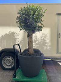 Olea europaea XL stam in betonlook pot antraciet