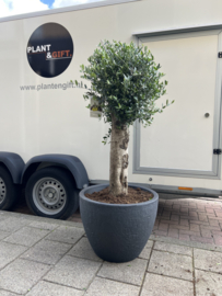 Olea europaea XL stam in betonlook pot antraciet