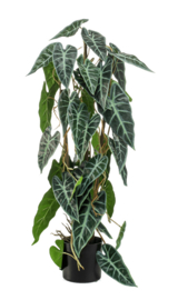 Alocasia bush - 75cm