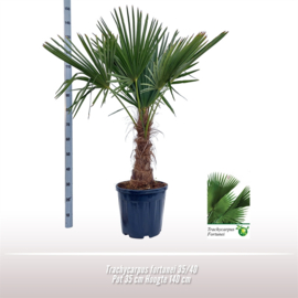 Trachycarpus Fortunei 140/35